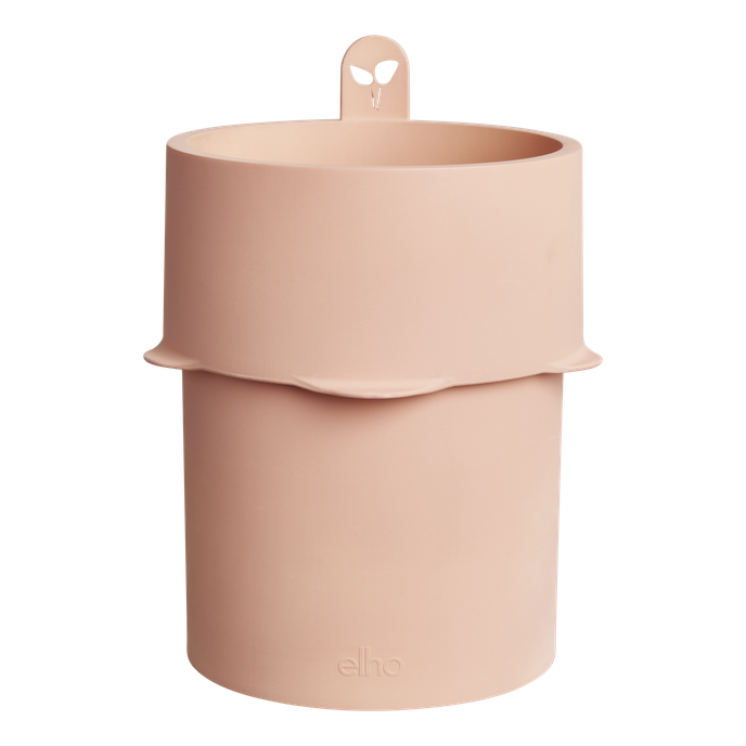 bouncy basil toffee terra